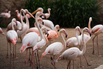 Group of pink flamingos