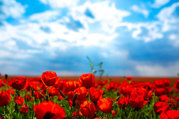 Fototapeta premium Spring, Field of poppy flowers against the blue sky with clouds. The concept of freshness of morning nature. Spring landscape of wildflowers. Beautiful landscape long banner.