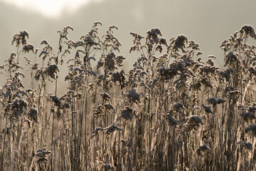 detale łąki w mroźny zimowy poranek