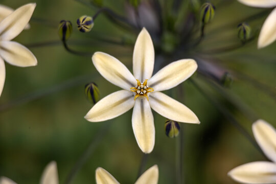 Closeup of flowers of Triteleia ixioides 'Starlight' in a garden in early summer