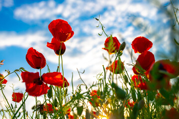 Obraz premium Spring, Field of poppy flowers against the blue sky with clouds. The concept of freshness of morning nature. Spring landscape of wildflowers. Beautiful landscape long banner.