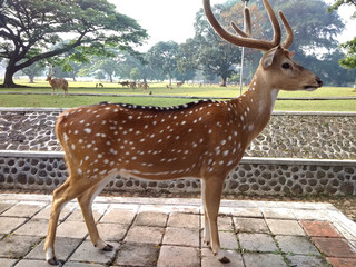 a male spotted deer/chital deer/Axis axis which already has branched antlers standing straight...