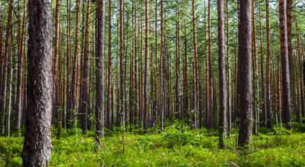 Naklejka premium beautiful forest with tall pines