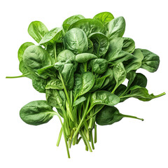 fresh organic spinach leaves on transparent background