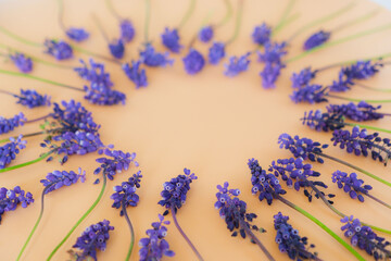 Purple spring flowers in circle. Muscari flower arranged with space for text. Spring, Easter, summer concept. Valentines, Mother's day
