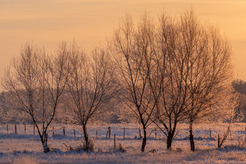 Obrazy na Plexi  Natura ożywiona z drzewami i niebem w mroźny zimowy dzień