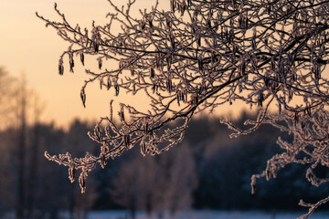 Natura ożywiona z drzewami i niebem w mroźny zimowy dzień - obrazy, fototapety, plakaty