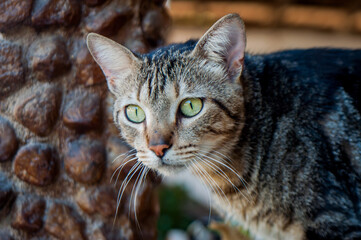 Bengal crossbreed cat portrait. Domestic cat.