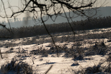 Natura ożywiona z drzewami i niebem w mroźny zimowy dzień
