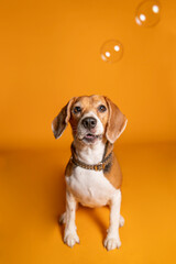 beagle dog portrait