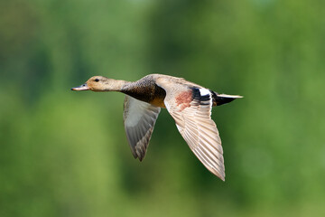 Duck in flight