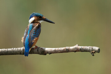 Martin pêcheur huppé,.Corythornis cristatus, Malachite Kingfisher