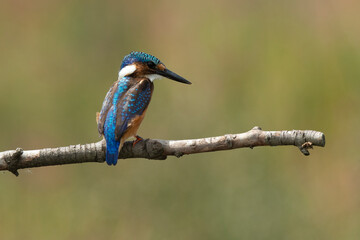 Martin pêcheur huppé,.Corythornis cristatus, Malachite Kingfisher