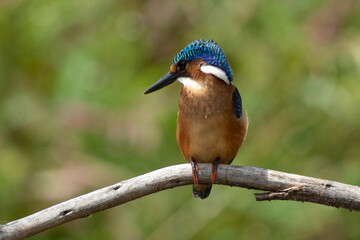 Martin pêcheur huppé,.Corythornis cristatus, Malachite Kingfisher