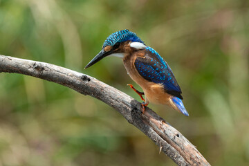 Martin pêcheur huppé,.Corythornis cristatus, Malachite Kingfisher