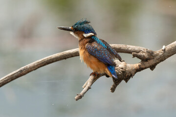 Martin pêcheur huppé,.Corythornis cristatus, Malachite Kingfisher