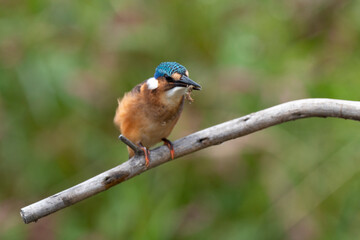 Martin pêcheur huppé,.Corythornis cristatus, Malachite Kingfisher