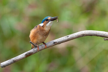 Martin pêcheur huppé,.Corythornis cristatus, Malachite Kingfisher