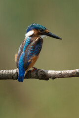 Martin pêcheur huppé,.Corythornis cristatus, Malachite Kingfisher