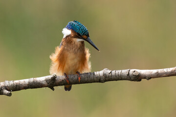 Martin pêcheur huppé,.Corythornis cristatus, Malachite Kingfisher