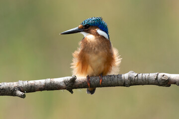 Martin pêcheur huppé,.Corythornis cristatus, Malachite Kingfisher