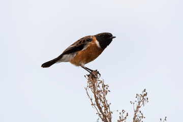 Tarier pâtre, Traquet pâtre, Saxicola rubicola,  European Stonechat, male