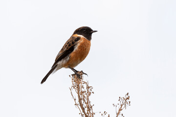 Tarier pâtre, Traquet pâtre, Saxicola rubicola,  European Stonechat, male