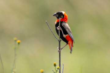 Euplecte ignicolore,.Euplectes orix, Southern Red Bishop, Afrique du Sud