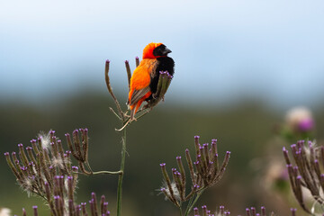 Euplecte ignicolore,.Euplectes orix, Southern Red Bishop, Afrique du Sud
