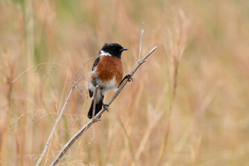 Tarier pâtre, Traquet pâtre, Saxicola rubicola,  European Stonechat, male