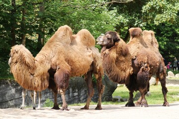 Couple of two-humped camels