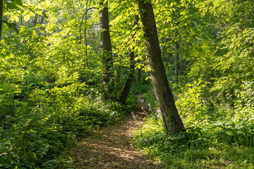 A shady trail in a park in the morning.