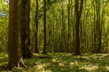 Naklejka premium Laubwald mit großen alten Bäumen auf Rügen