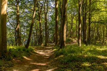 Fototapeta na wymiar Wanderweg Waldweg durch einen Laubwald mit großen alten Bäumen auf Rügen