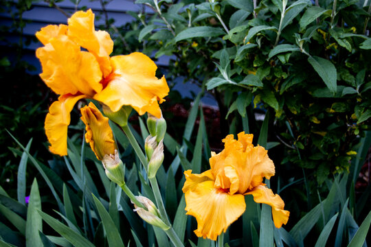 gold irises in a garden