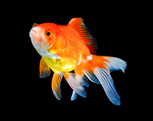 goldfish isolated on black background.