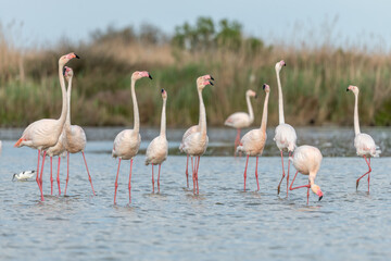 Greater Flamingos in courtship (Phoenicopterus roseus) in a swamp in spring.