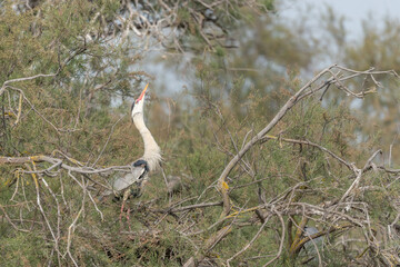 Grey heron (Ardea cinerea) in a nesting colony.