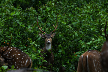 A closeup of Visayan spotted deer or axis deer resting in the forest