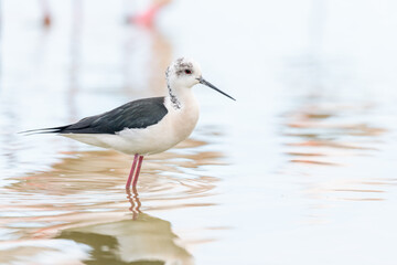 Obraz premium Black-winged stilt (Himantopus himantopus) feeding in a marsh.