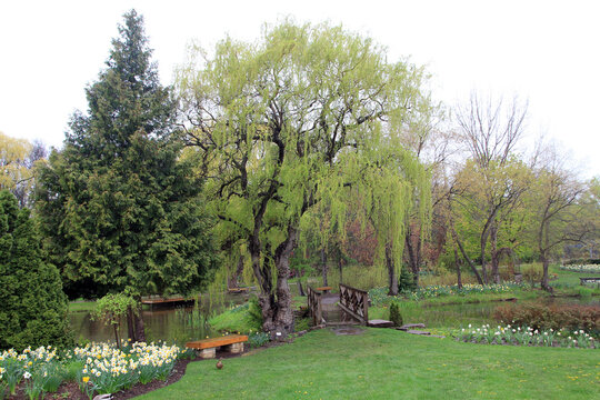 Spring landscape with bridge in the park