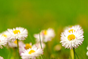 white-red daisies on green grass on a blurry background 4