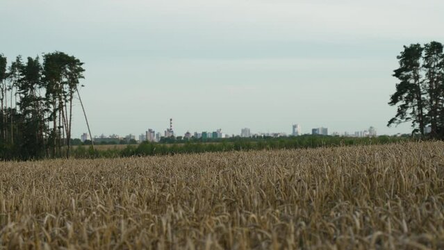 Calm golden wheat field against background of high buildings, skyscrapers and chimneys of factories in big city. Dry ripe tops of grain crops next to settlement. Concept ecology near city.