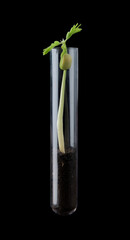 Fototapeta na wymiar Different plants grow in test tubes with the ground,Natural pharmaceutical research,Biotechnology