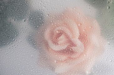 Pink rose flowers arrangement behind a white matte glass blurry with water drops,soft focus,DOF- depth of field