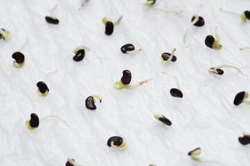 Many vegetable seeds growing on wet tissue paper,Home garden concept.