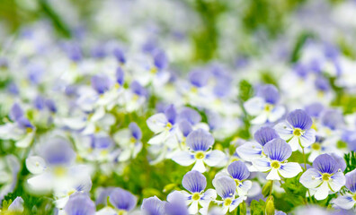 spring purple - white wild flowers with a blurred background on the lawn 4