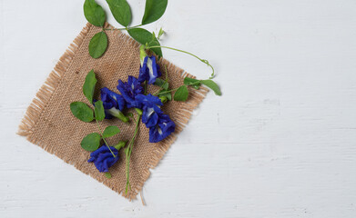 Butterfly pea or blue pea ,bluebellvine,cordofan pea(clitoria ternatea)on wood background. Space for text and content