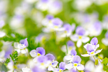 spring purple - white wild flowers with a blurred background on the lawn 10