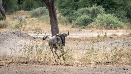 Blue wildebeest, connochaetes taurinus captured running in a safari, natural reserve